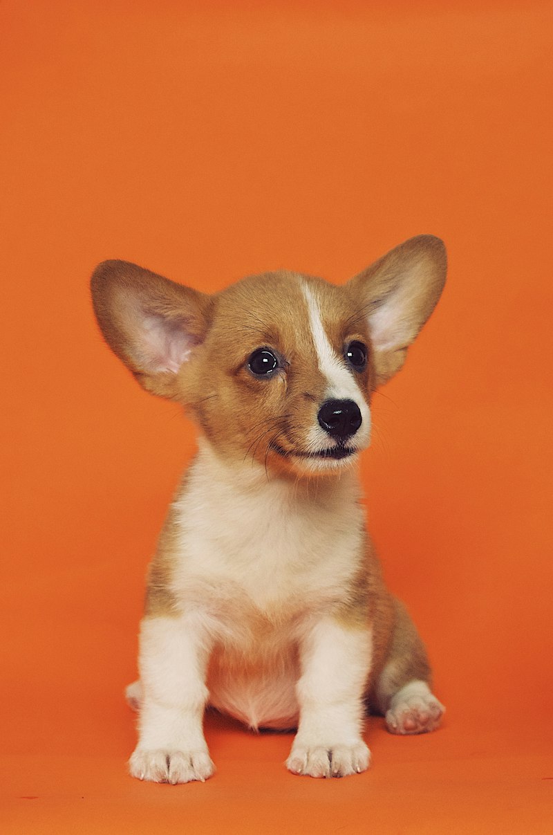 Educated dog in school program