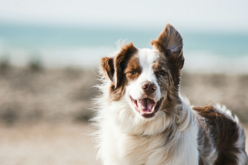 Puppy vaccination event