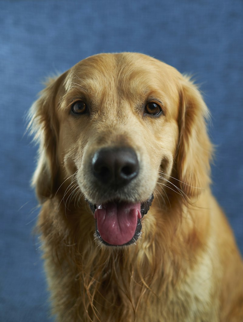 Dog close-up awareness