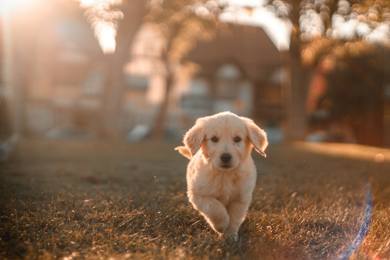 Dog waiting for vaccination
