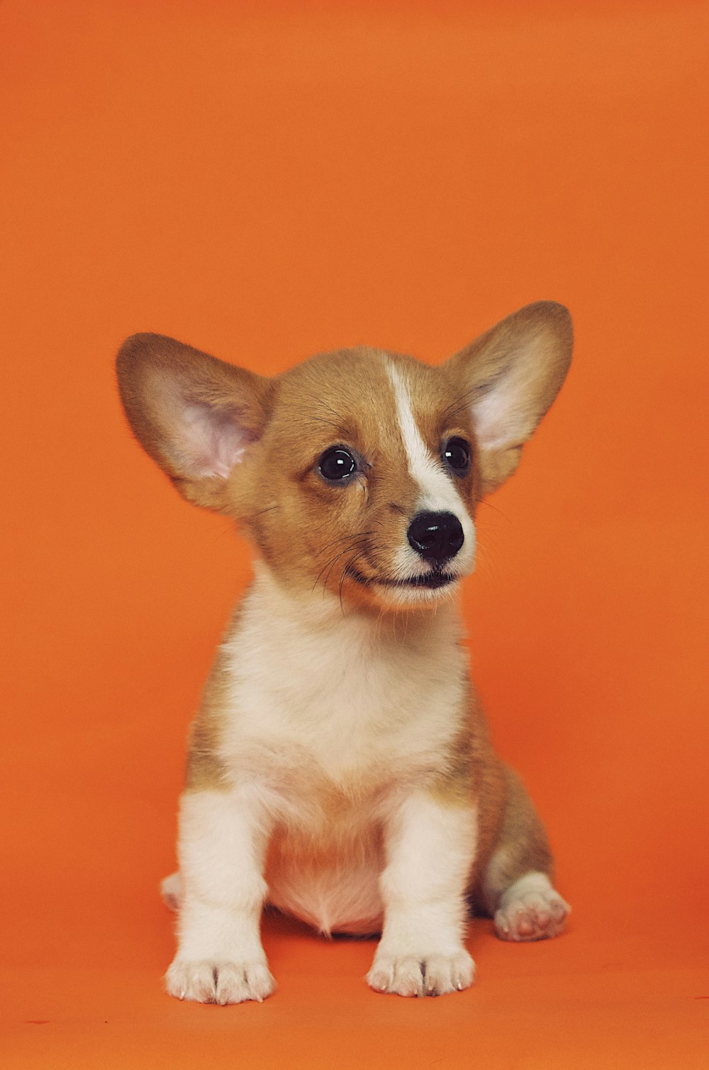 Happy dog after vaccination