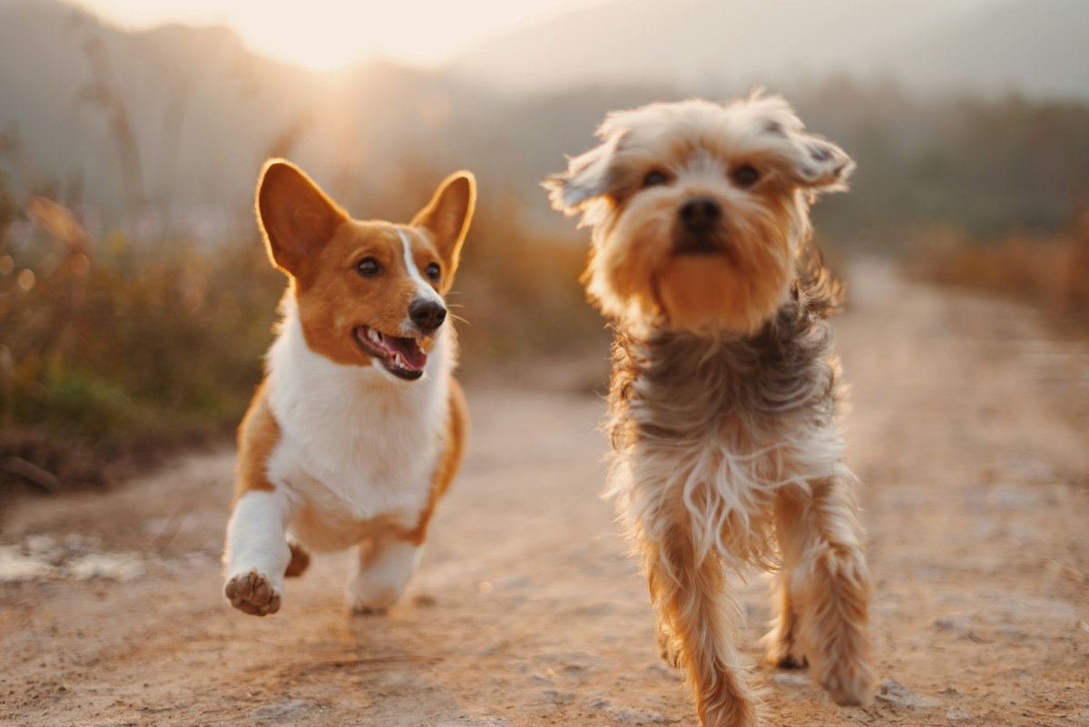 Happy vaccinated dogs running in Asia